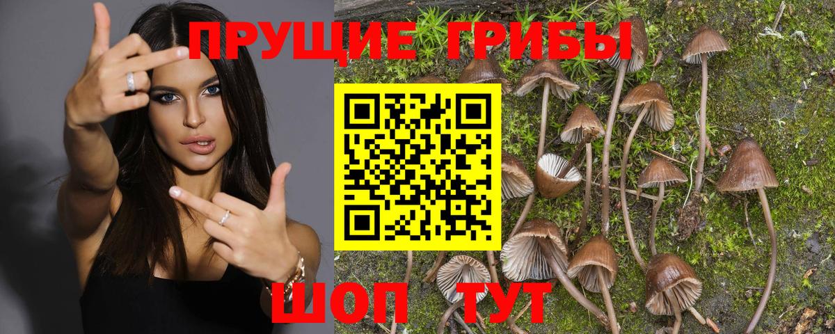 Бузулук  Псилоцибиновые грибы GOLDEN TEACHER  как найти наркотики  Вход с VPN 